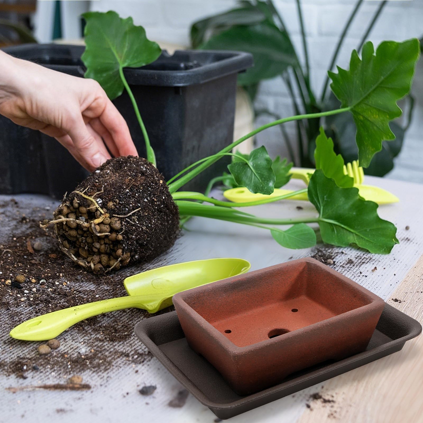 ELFULLY Bonsai training kit components ready for indoor or outdoor setup.