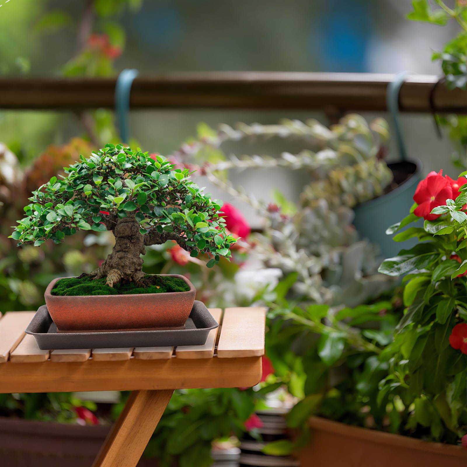 ELFULLY indoor-outdoor bonsai display suited for shelves or patios.