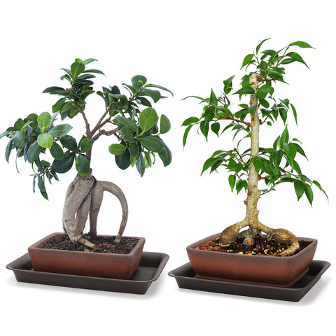 ELFULLY unglazed ceramic bonsai pot with vintage terracotta gradient for rustic decor.