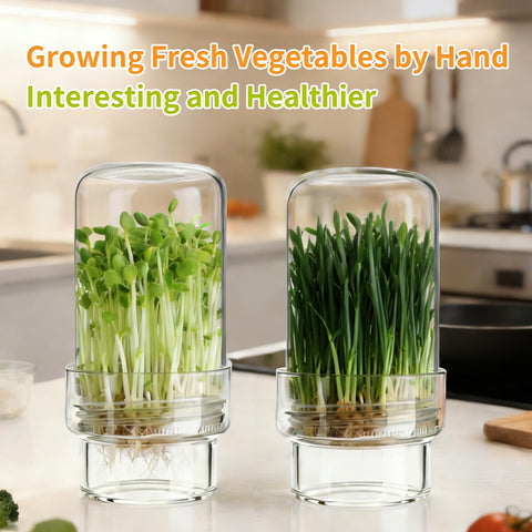 Elitrivox broccoli sprouts setup supports fresh harvest at home.