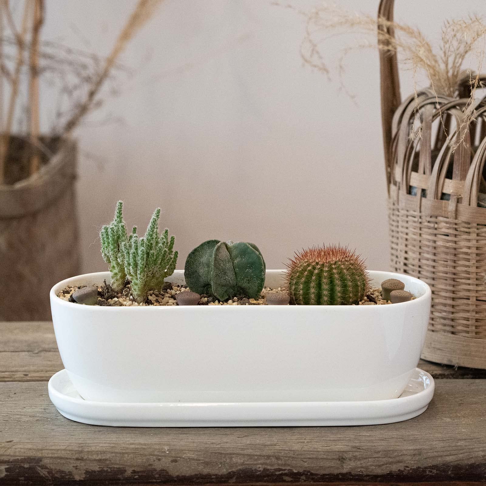 Indoor and outdoor setup with E-liu pot pair