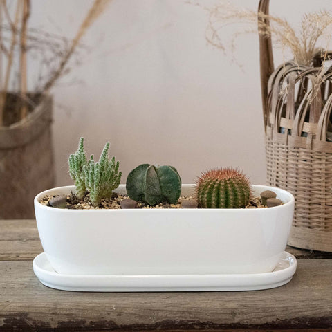 Indoor and outdoor setup with E-liu pot pair