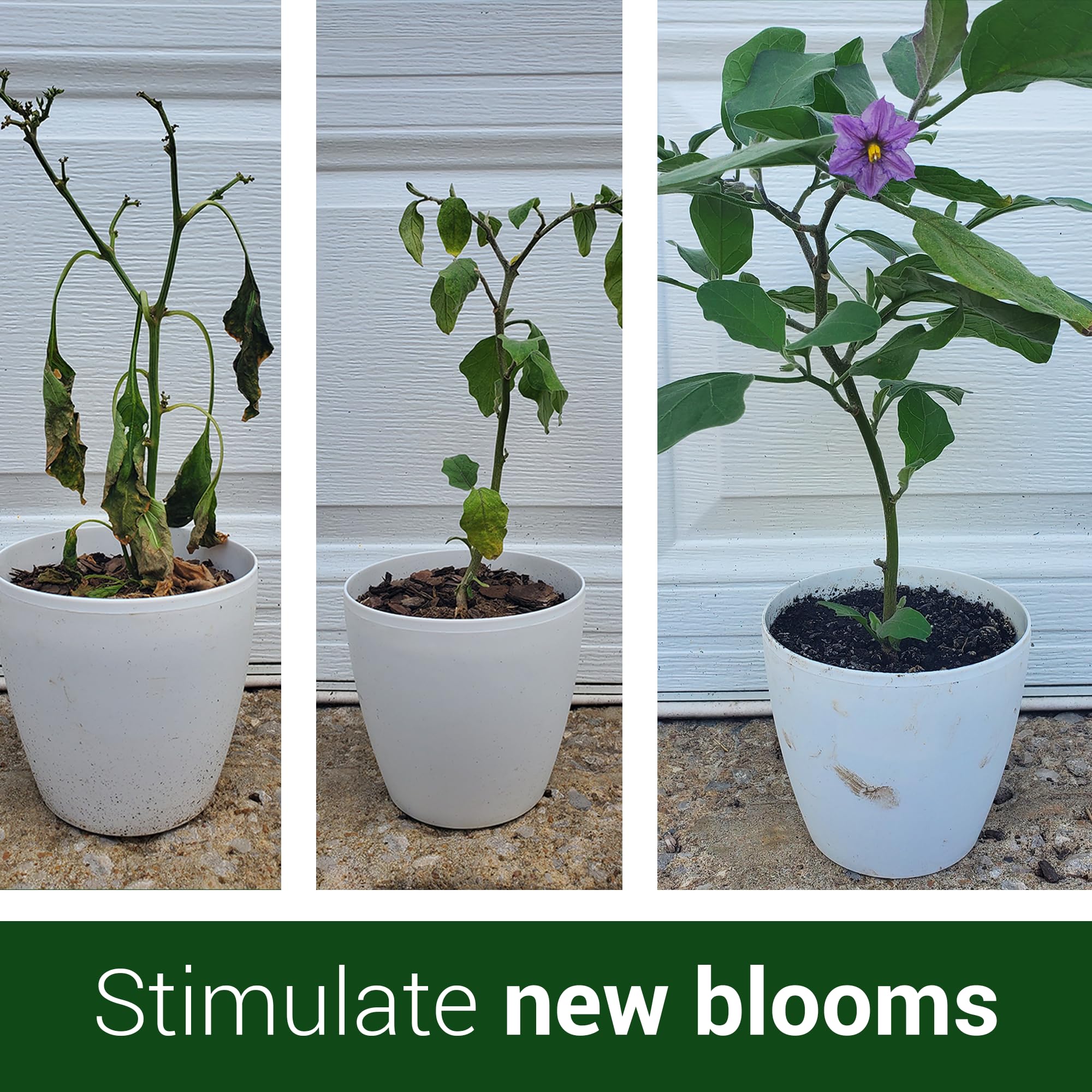Close-up of flowering plants benefiting from Elm Dirt Bloom Juice blooms