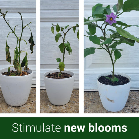 Close-up of flowering plants benefiting from Elm Dirt Bloom Juice blooms