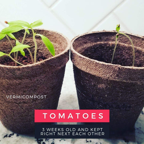 Elm Dirt Worm Castings for-houseplants promote healthy growth.