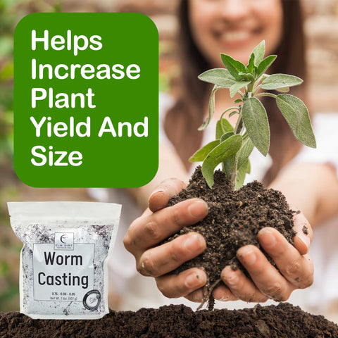 Elm Dirt Worm Castings soil-tea brewing for watering.