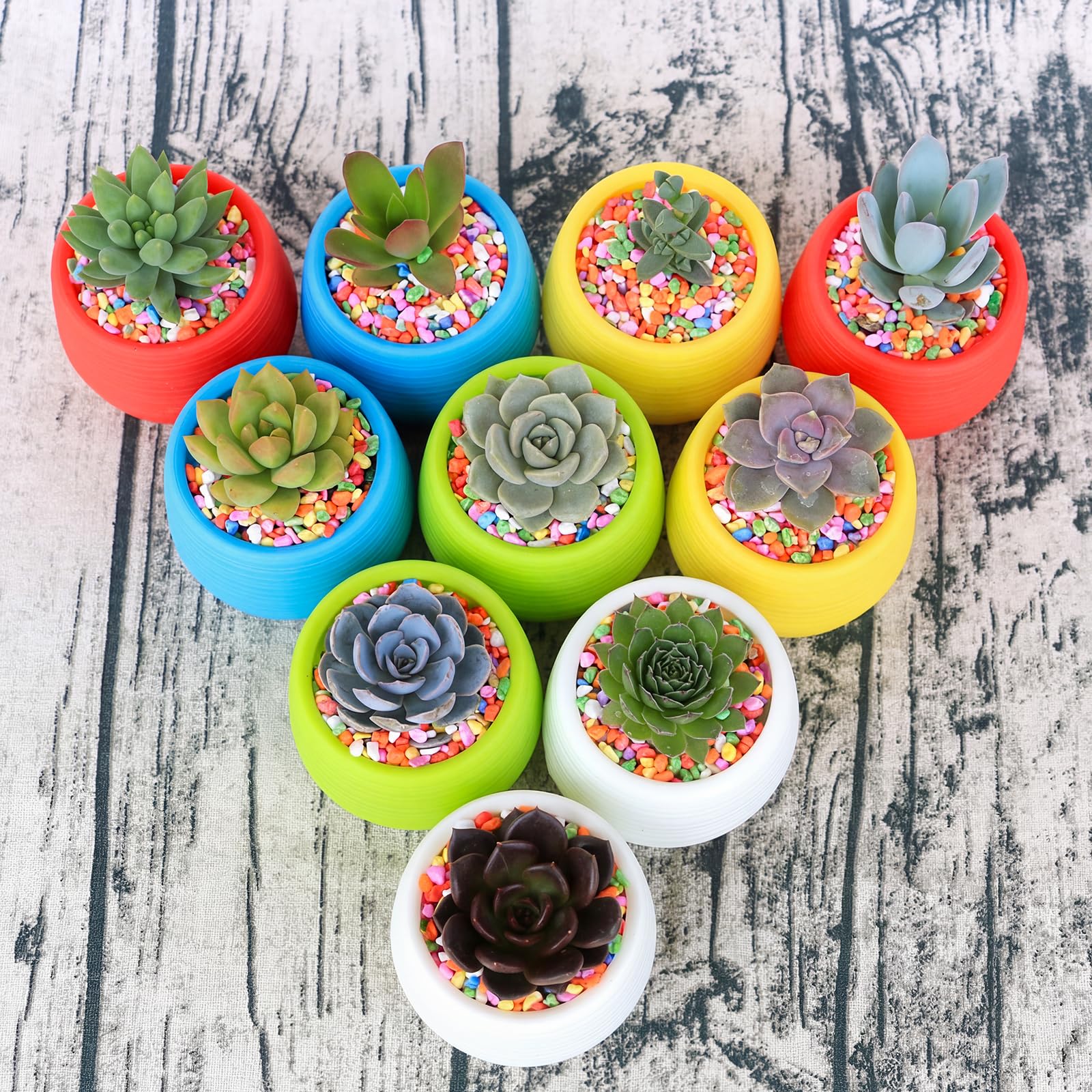 Elsjoy detachable-color 3-inch succulent pot shows flexible color options.