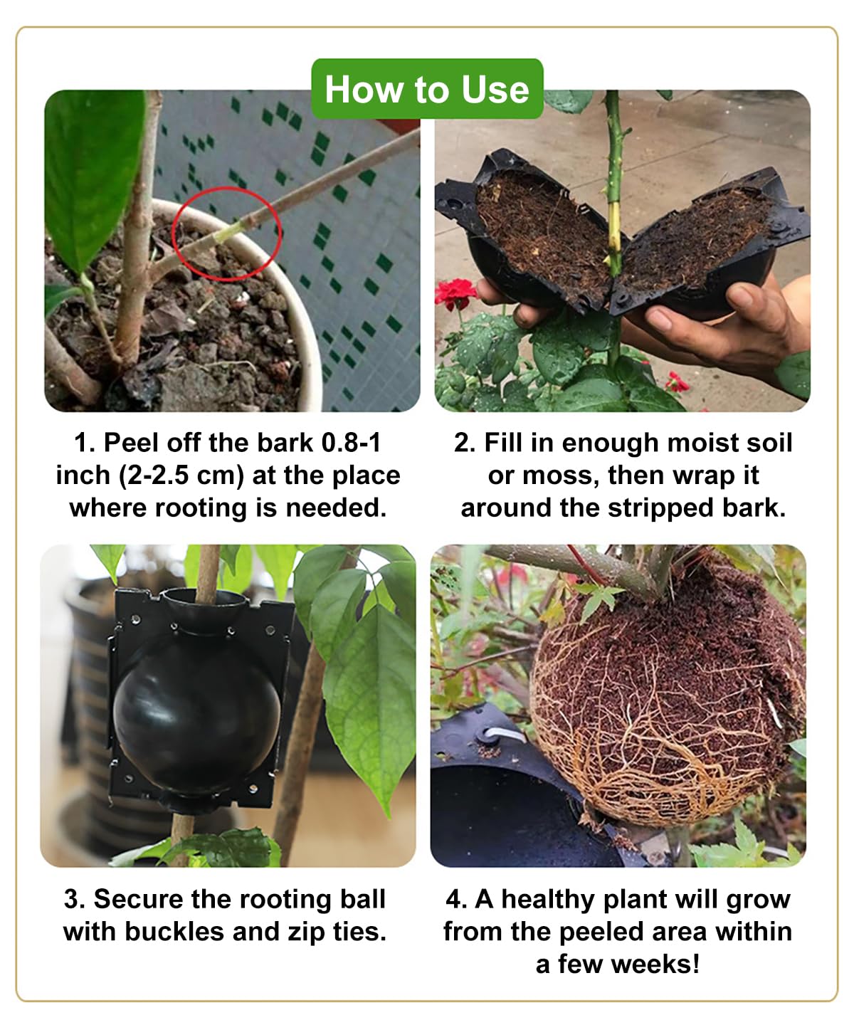 Elsjoy tree propagation kit in use with strong, healthy-looking roots.