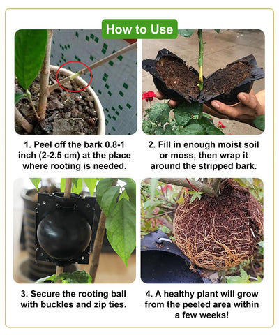 Elsjoy tree propagation kit in use with strong, healthy-looking roots.
