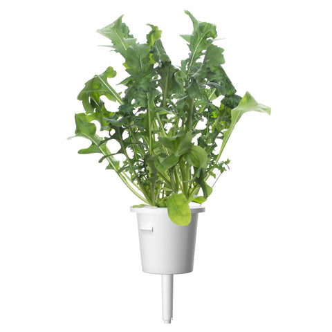 EMSA arugula pods show quick germination for home-grown greens