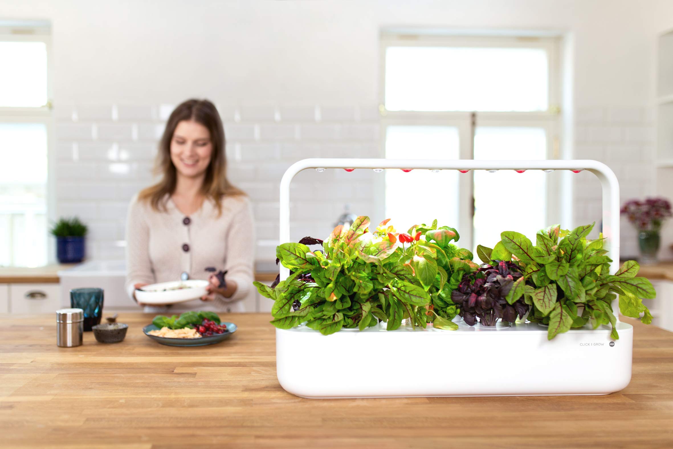 EMSA Click and Grow Peppermint pods germination process showing sprouts