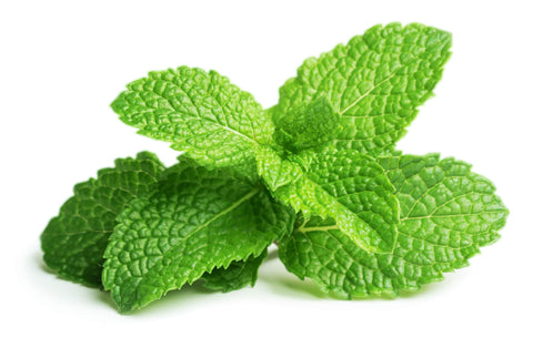 EMSA Click and Grow Peppermint pods packaging display for convenient single-pack system