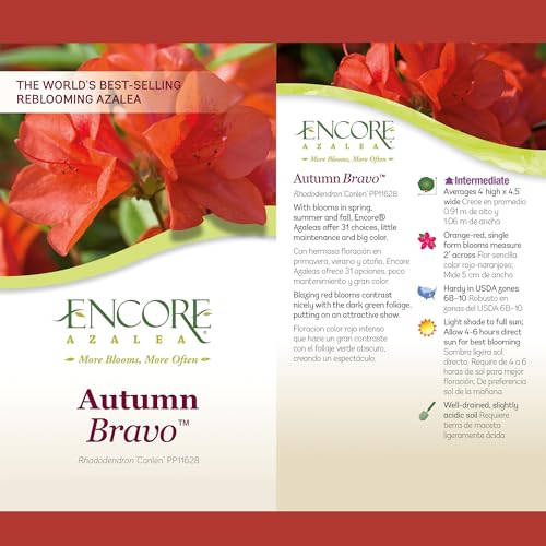 Encore Azalea Autumn Bravo blooms with glossy evergreen leaves.