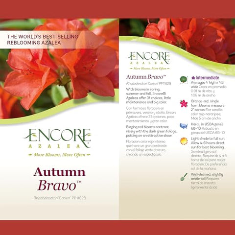 Encore Azalea Autumn Bravo blooms with glossy evergreen leaves.