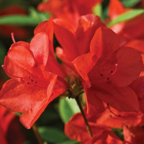 Encore Azalea Autumn Bravo shrub with vibrant red flowers.