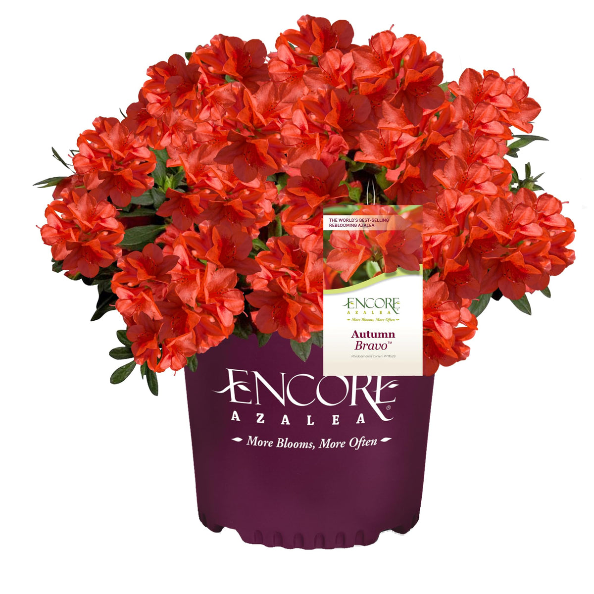 Encore Azalea Autumn Bravo red blooms brighten curb appeal.
