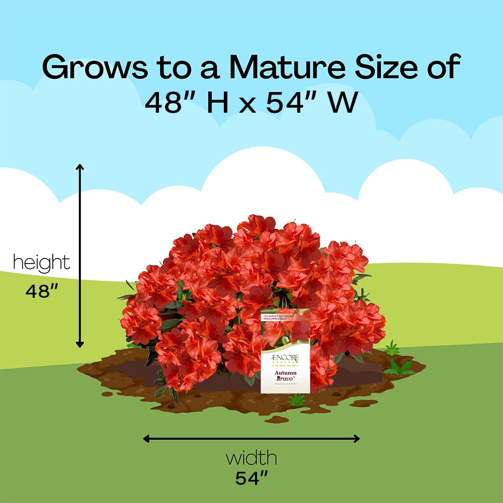 Encore Azalea Autumn Bravo shrub structure shows balanced size.