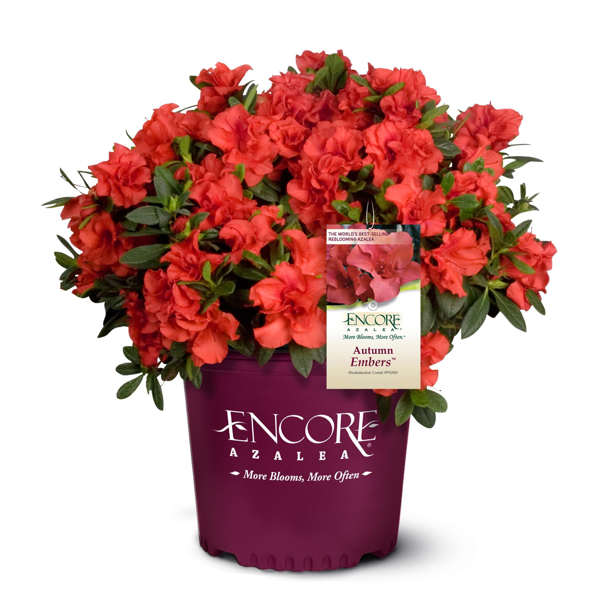 Encore Azalea Autumn Embers bloom with vibrant orange-red flowers for borders.