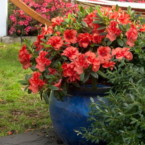 Encore Azalea Autumn Embers forms a low hedge with spring‑through‑fall color.