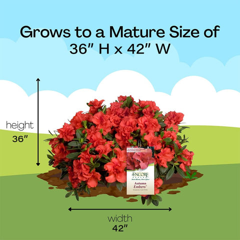 Encore Azalea Autumn Embers keeps year‑round interest with evergreen leaves.