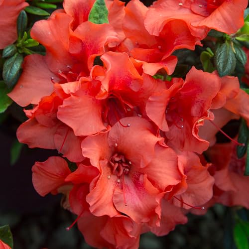 Encore Azalea Autumn Embers in a container showcases compact growth for patios.