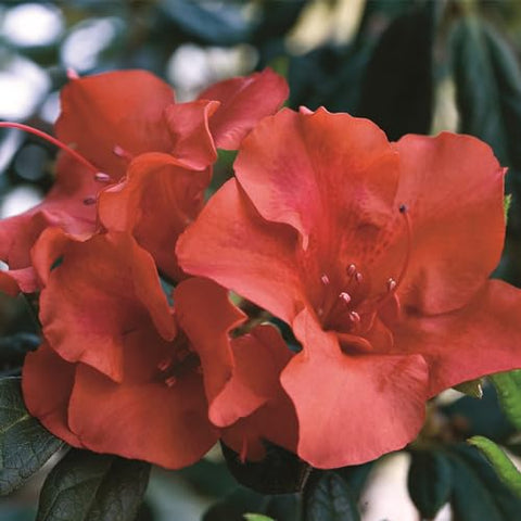 Encore Azalea Autumn Embers foliage stays evergreen with glossy year-round appeal.