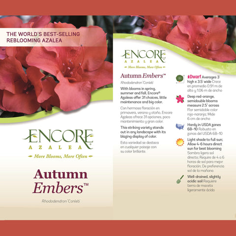 Encore Azalea Autumn Embers delivers reliable color from spring to fall.