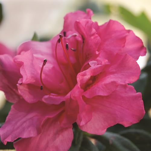 Encore Azalea Autumn Rouge bloom close-up shows deep red-pink flowers