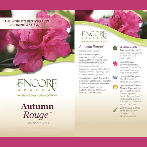 Encore Azalea Autumn Rouge container planting in a decorative pot