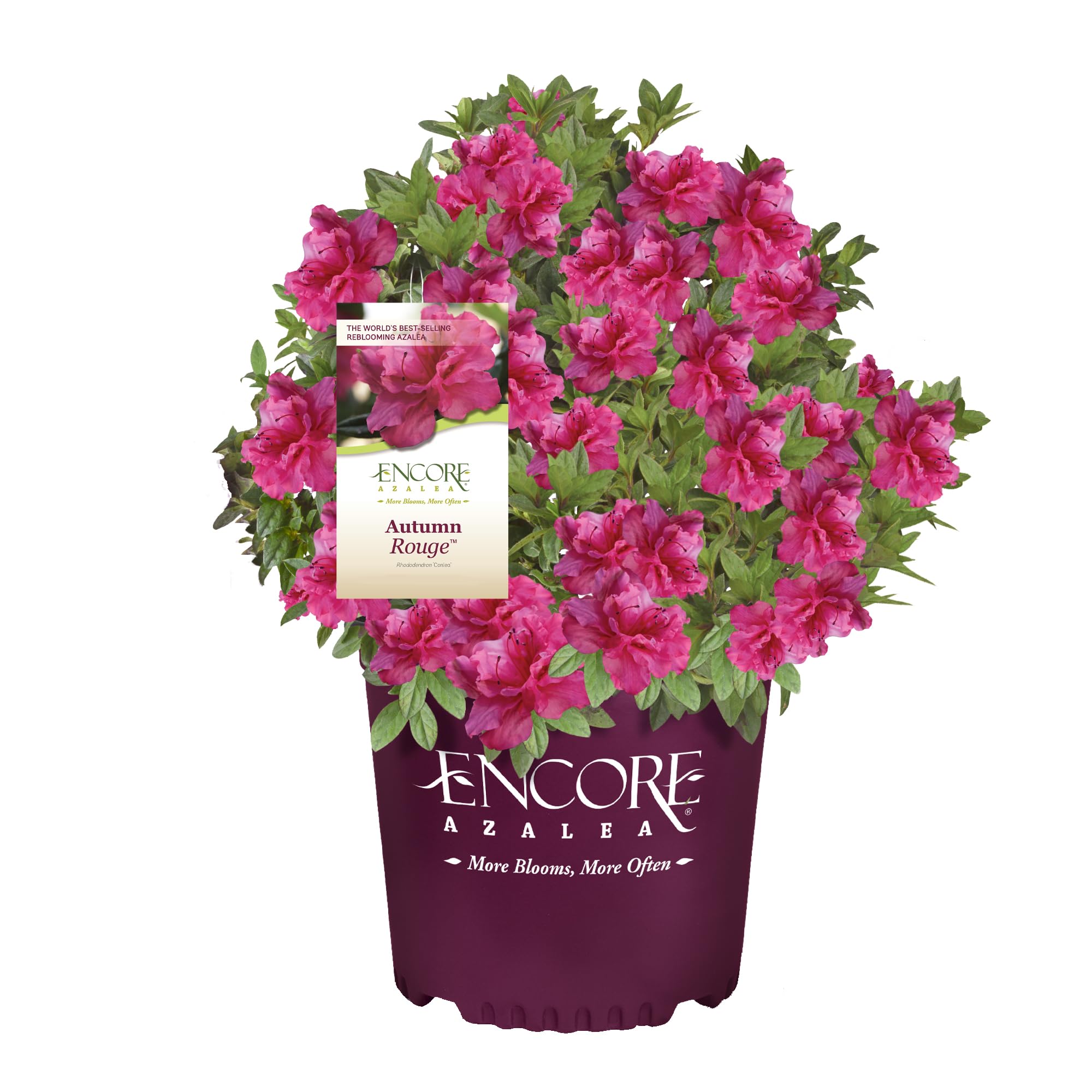 Encore Azalea Autumn Rouge foliage for year-round garden color