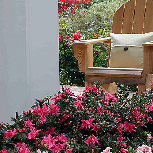 Encore Azalea Autumn Rouge hedge-form image for borders