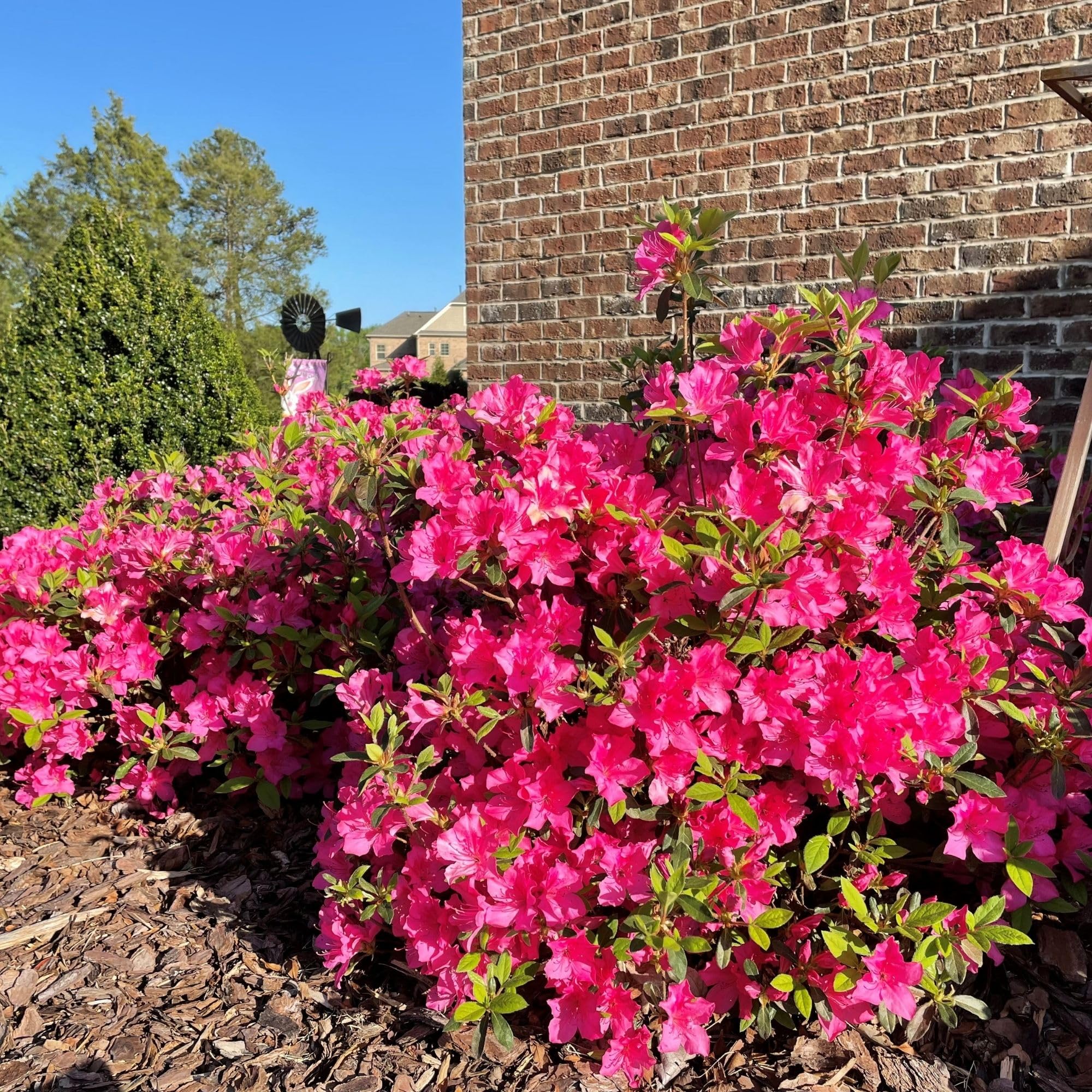 Encore Azalea Autumn Sangria container planting demonstrates versatile, space-saving landscaping.