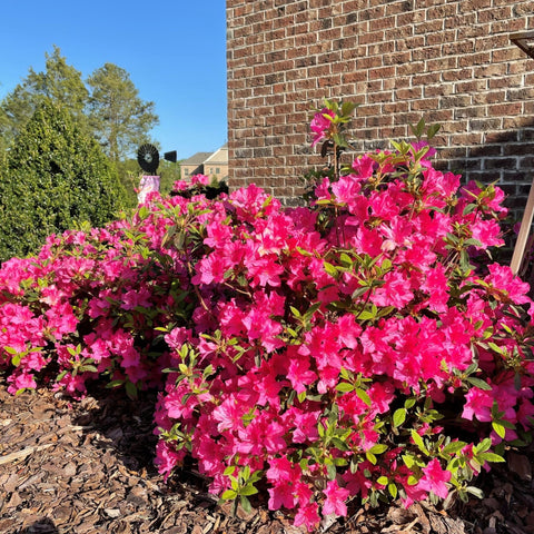 Encore Azalea Autumn Sangria container planting demonstrates versatile, space-saving landscaping.