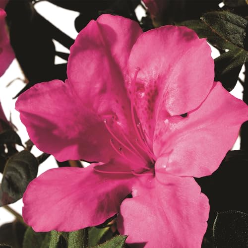 Encore Azalea Autumn Sangria dense growth shows lush foundation planting potential.