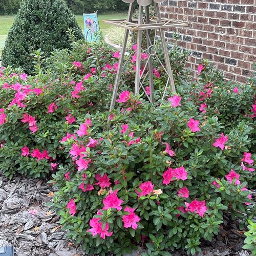 Encore Azalea Autumn Sangria foundation planting ready for curb appeal.
