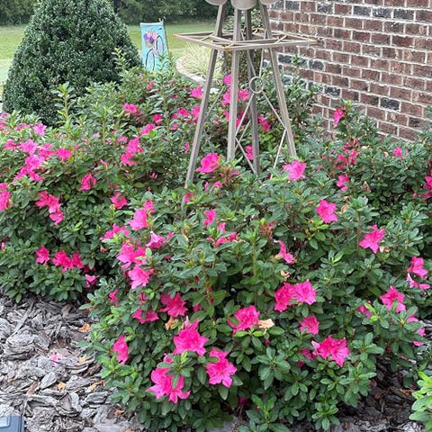 Encore Azalea Autumn Sangria foundation planting ready for curb appeal.