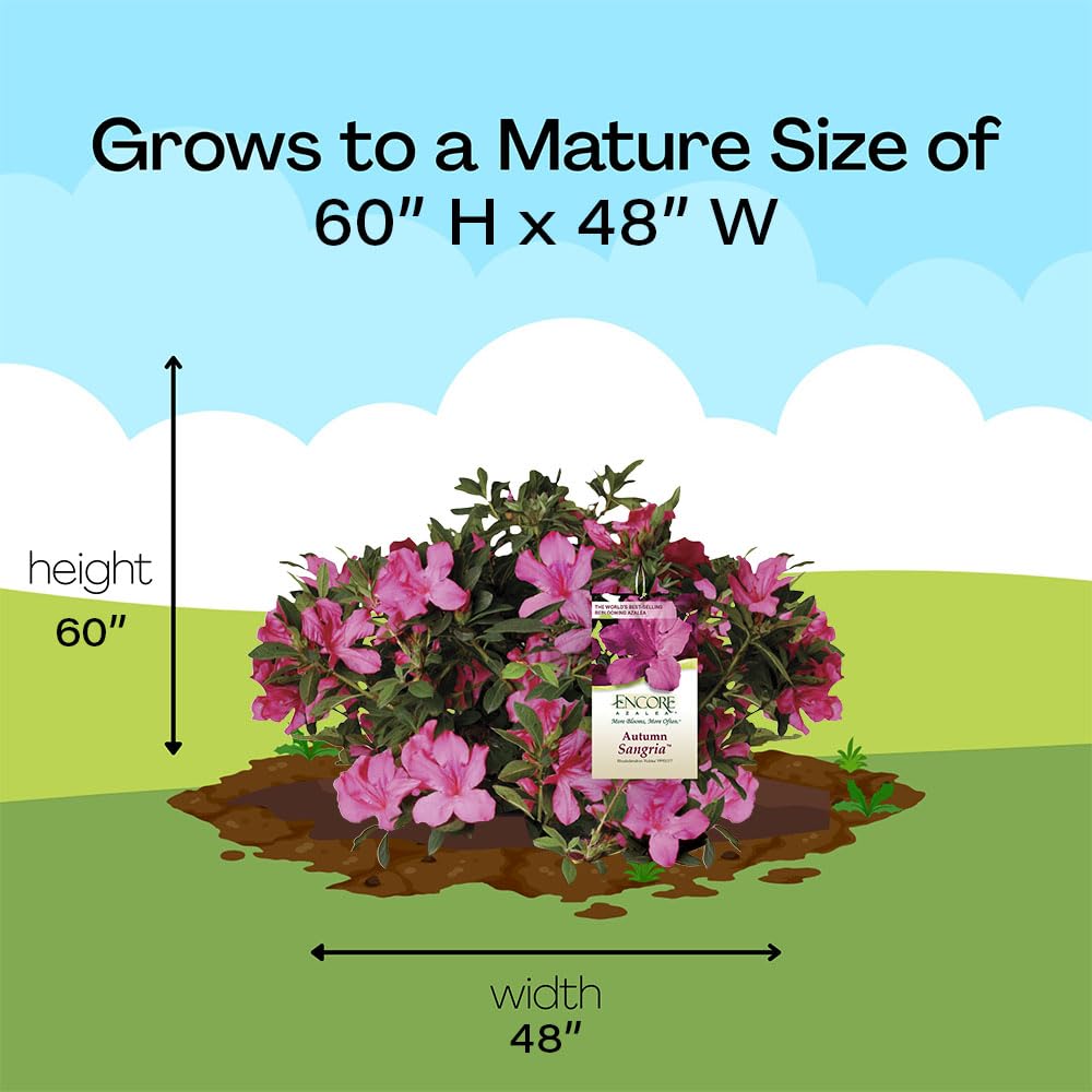 Encore Azalea Autumn Sangria landscape-ready shrub with evergreen performance and easy care.