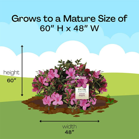 Encore Azalea Autumn Sangria landscape-ready shrub with evergreen performance and easy care.