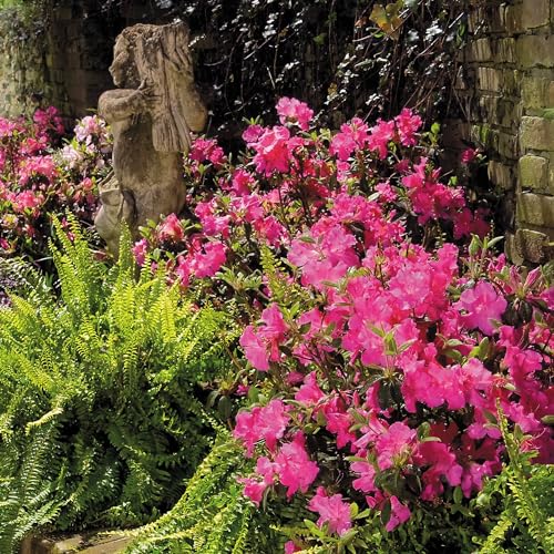 Encore Azalea Autumn Sangria mature shrub forms bold landscape silhouette.
