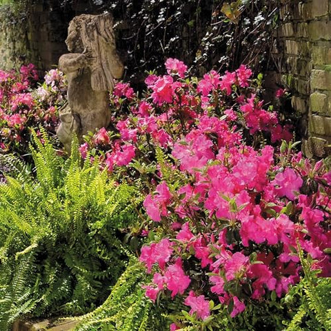 Encore Azalea Autumn Sangria mature shrub forms bold landscape silhouette.