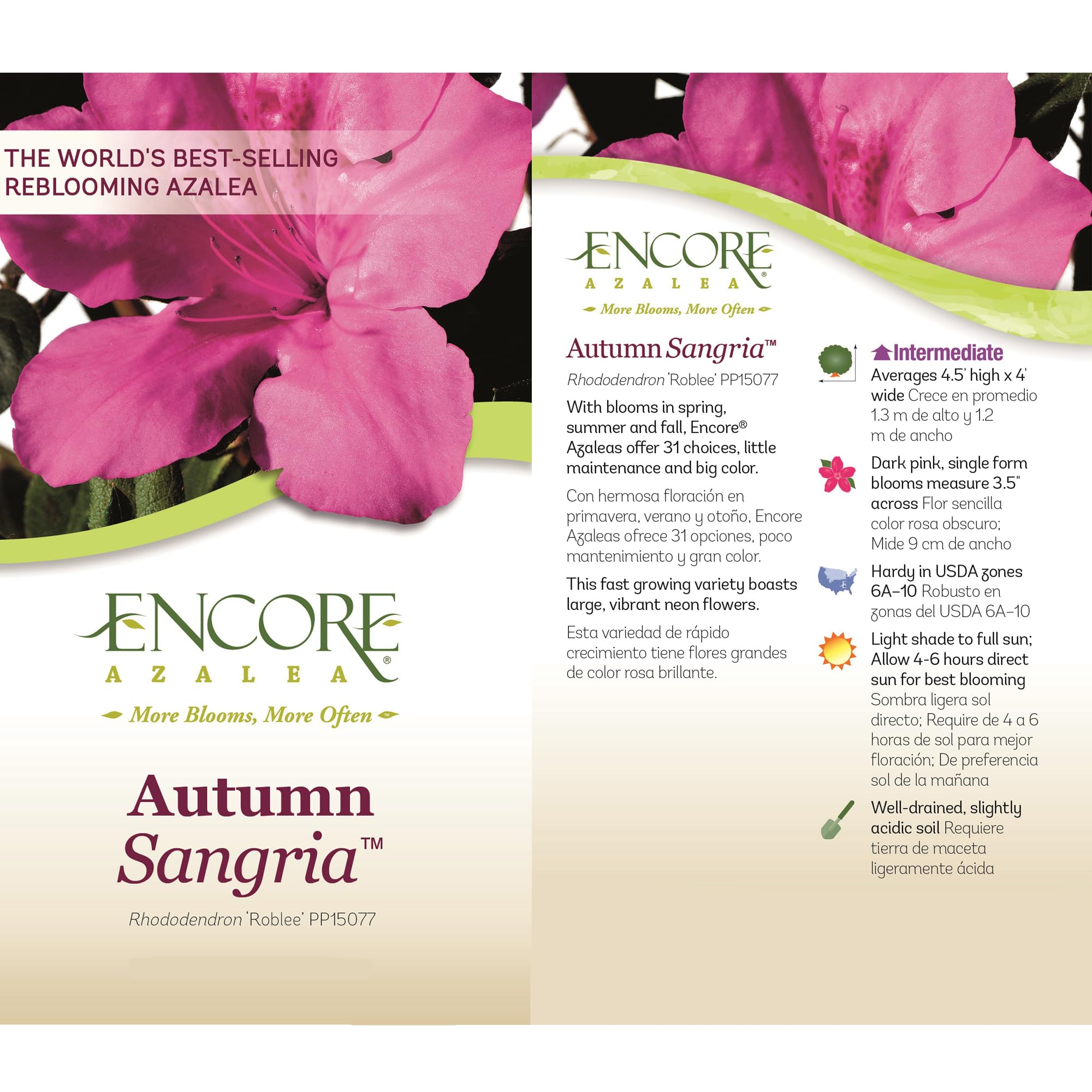 Encore Azalea Autumn Sangria shows full spread for dramatic mass planting.