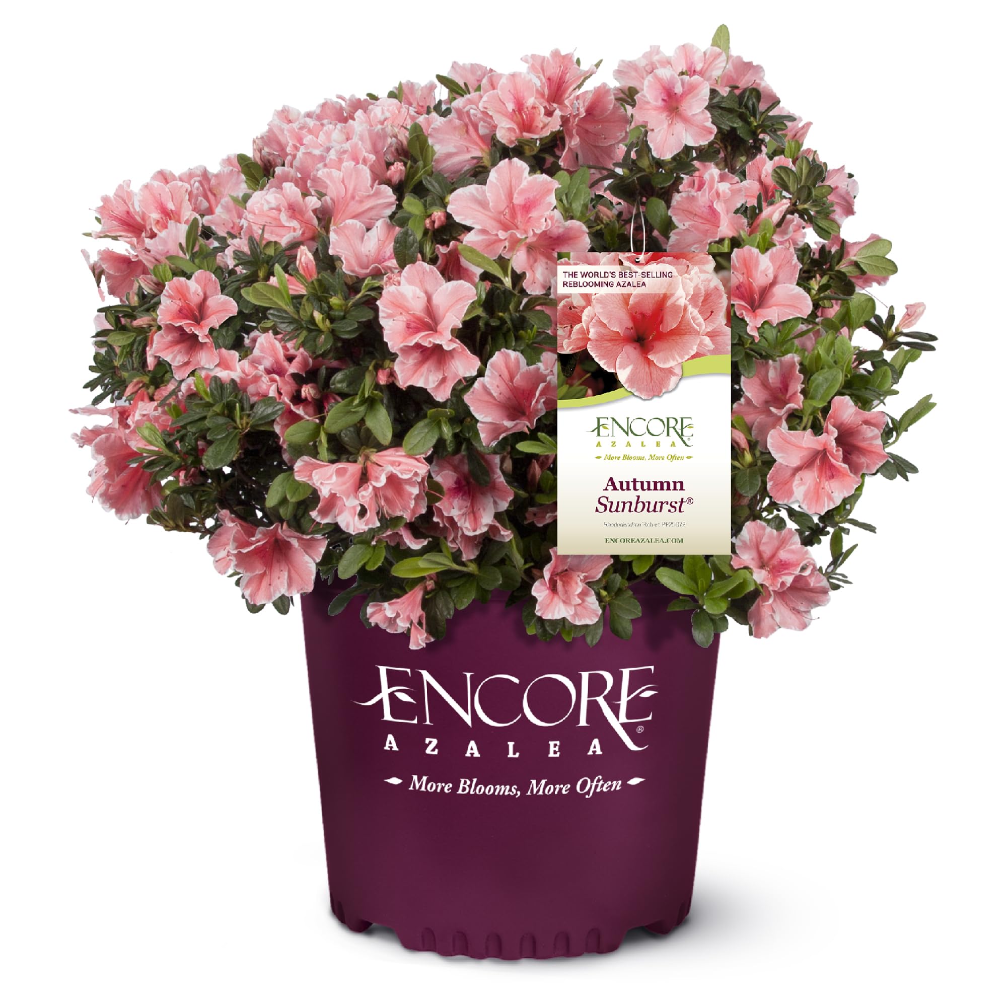 Encore Azalea Autumn Sunburst bloom closeup showcases coral pink petals with white edges for vibrant spring color.