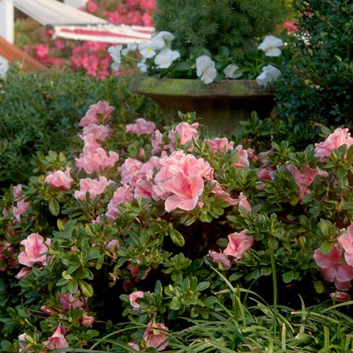 Encore Azalea Autumn Sunburst container planting demonstrates patio color and easy maintenance.