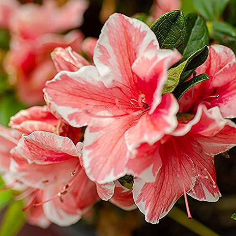 Encore Azalea Autumn Sunburst bloom edge detail showcases ruffled petals and color depth.