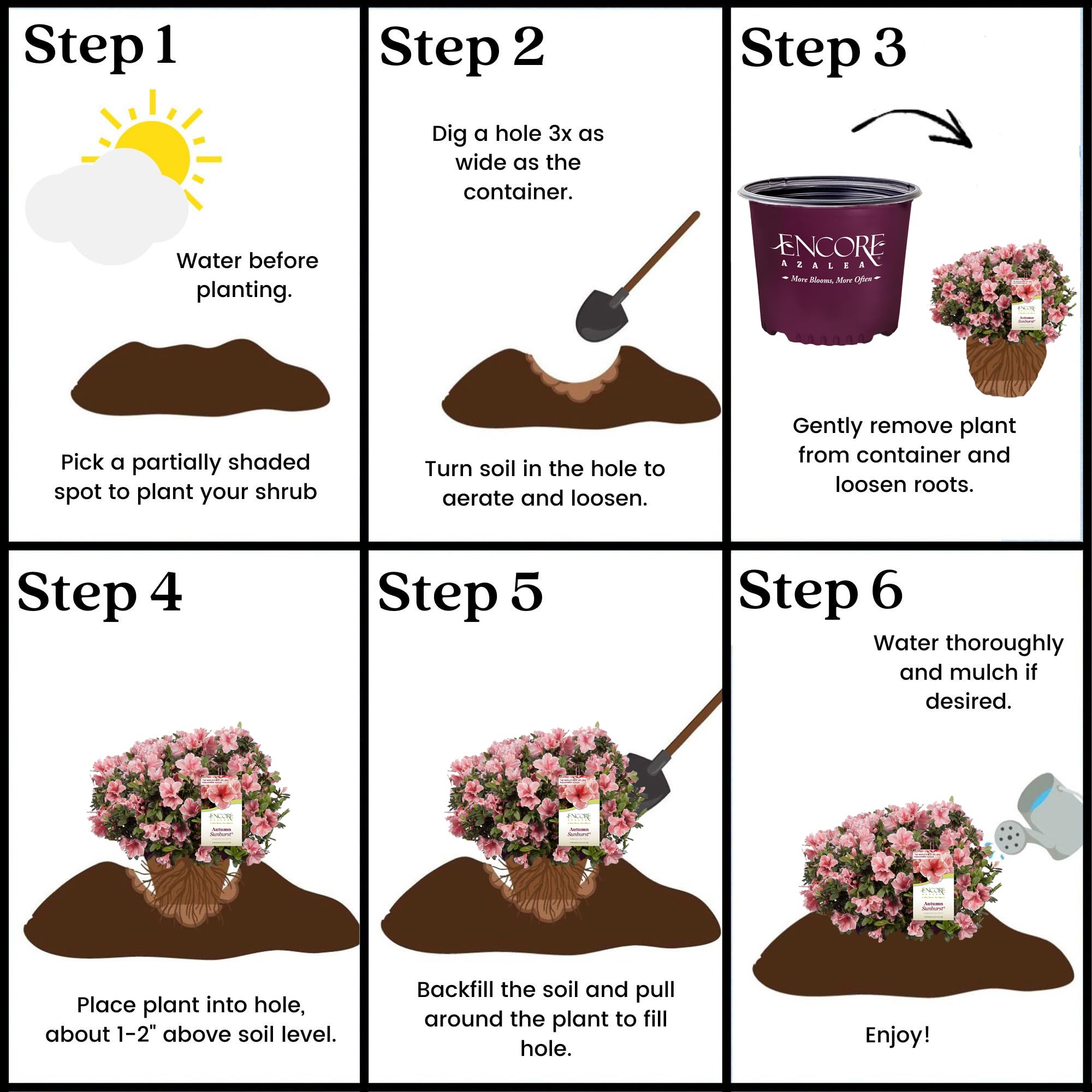 Encore Azalea Autumn Sunburst ideal spacing helps designers plan neat borders.