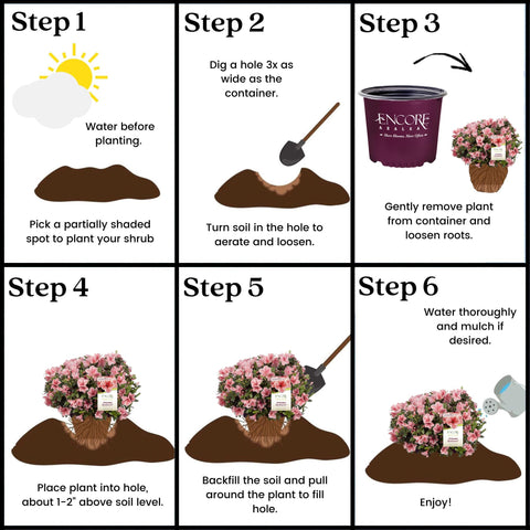 Encore Azalea Autumn Sunburst ideal spacing helps designers plan neat borders.