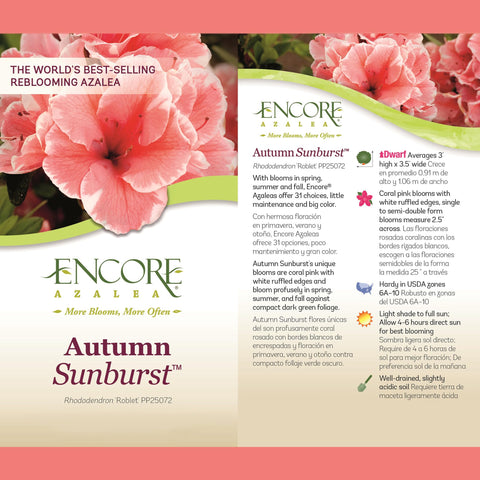 Encore Azalea Autumn Sunburst landscape display emphasizes massed evergreen structure and repeated color.