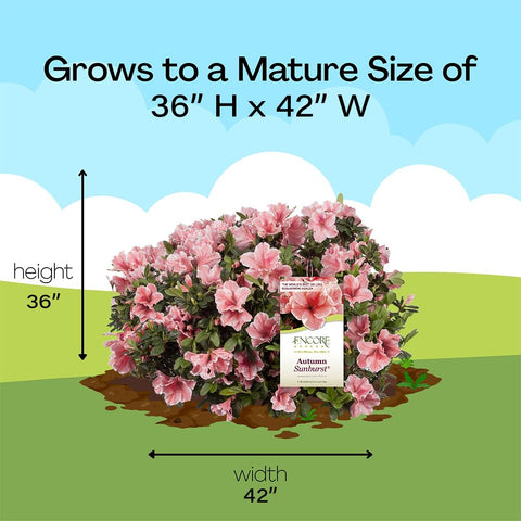 Encore Azalea Autumn Sunburst mature size guidance aids long-term landscape planning.