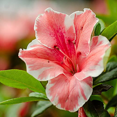 Encore Azalea Autumn Sunburst full-plant view highlights a compact evergreen shrub ideal for borders.