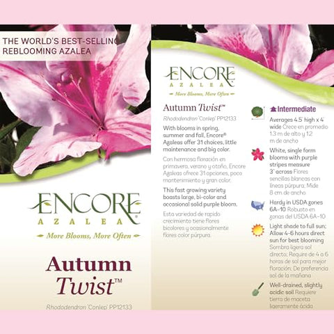 Encore Azalea Autumn Twist bloom closeup magenta-white highlights unique petal patterns.